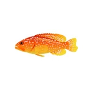 Fish World Photo Gallery | Groupers - Set 1 | Miniatus Grouper